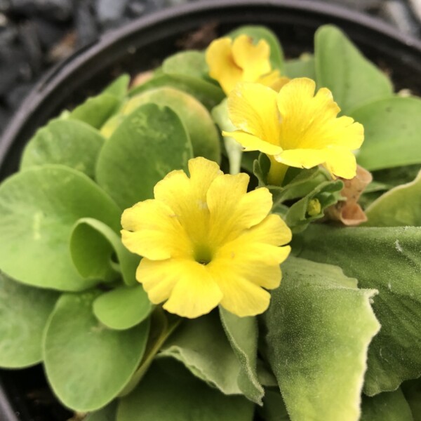Primula x pubescens (Auricula Primrose) - Image 3