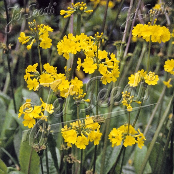 Primula prolifera (Primrose)