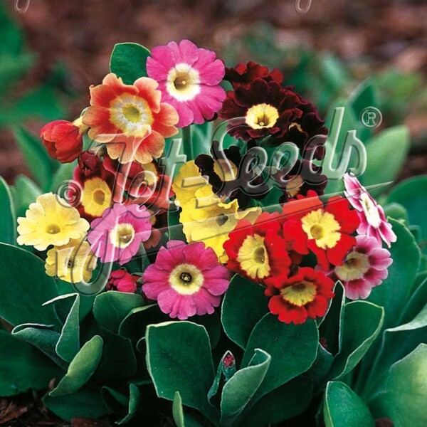 Primula x pubescens (Auricula Primrose)