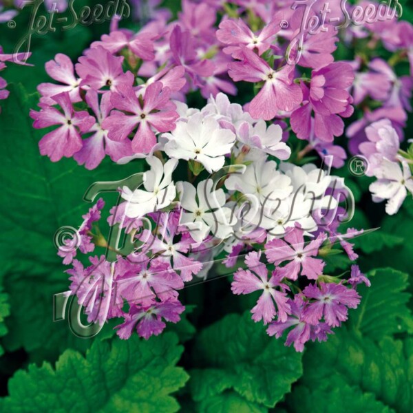 Primula sieboldii (Woodland Primrose)