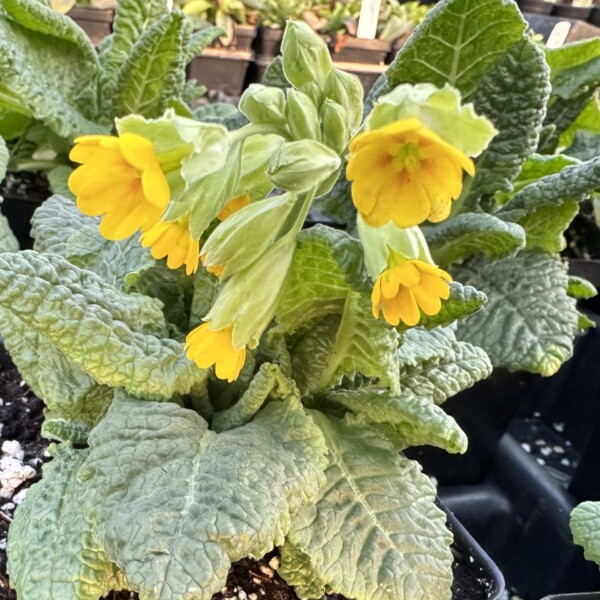 Primula veris (Cowslip Primrose)