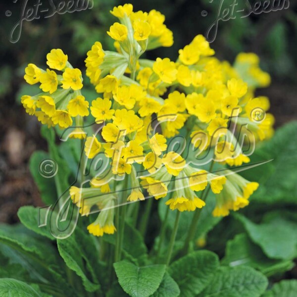 Primula veris (Cowslip Primrose)