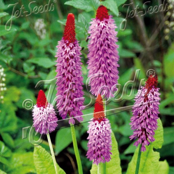 Primula vialii (Orchid Primrose)