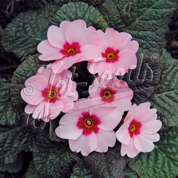 Primula x ‘Wanda Pink with Eye’ (Primrose)