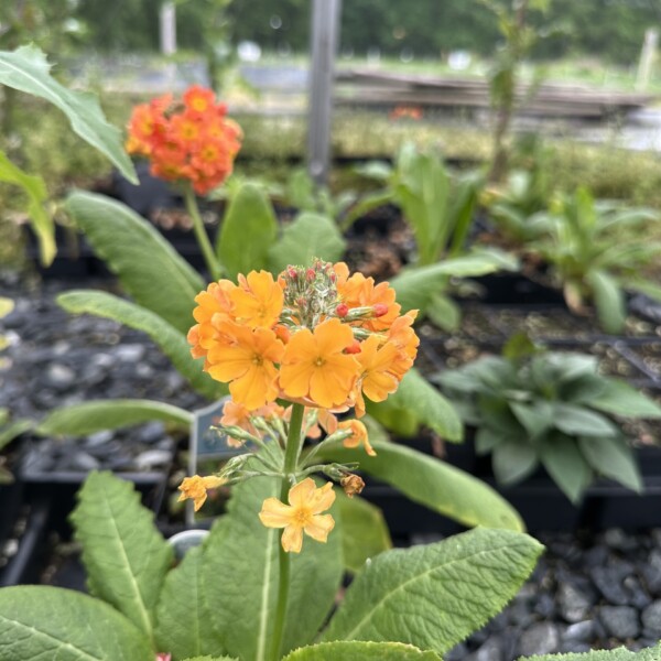 Primula x bulleesiana (Primrose) - Image 2