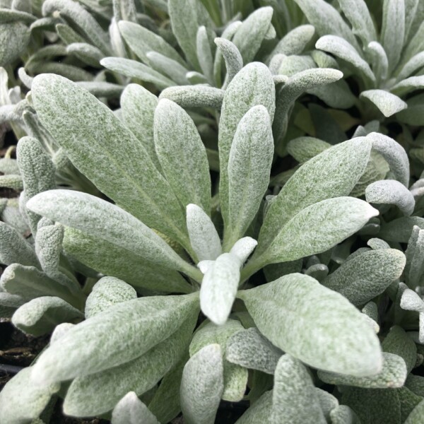 Salvia daghestanica (Sage)