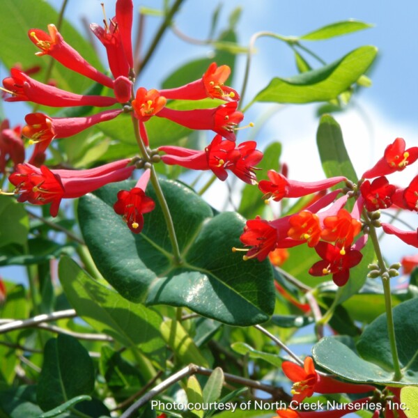 Lonicera sempervirens ‘Major Wheeler’ (Trumpet Honeysuckle)