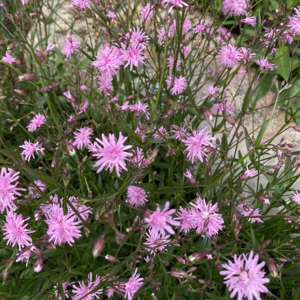 Lychnis flos-cuculi ‘Petite Jenny’ (Ragged Robin) - Image 2