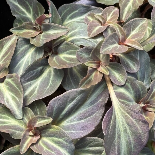 Lysimachia alfredii ‘Night Light’ (Moneywort) - Image 2