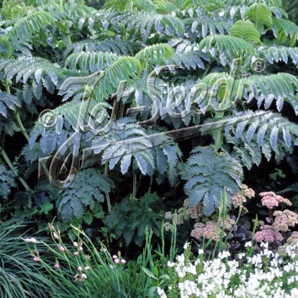 Melianthus major (Honey Bush) - Image 2