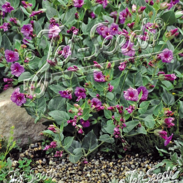 Mirabilis multiflora (Colorado Four O’Clock)