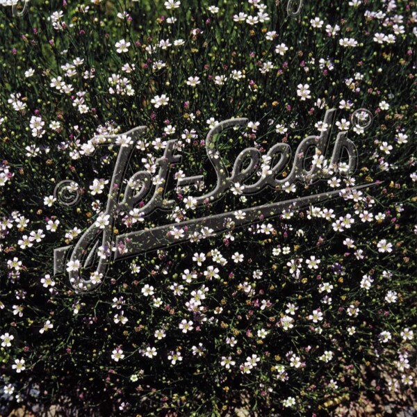 Petrorhagia saxifraga (Tunic Flower)