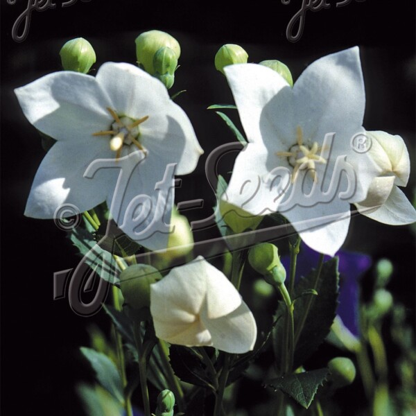 Platycodon grandiflorus ‘Fuji White’ (Balloon Flower)