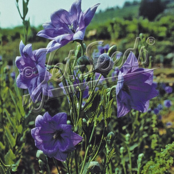 Platycodon grandiflorus ‘Hakone Blue’ (Balloon Flower)