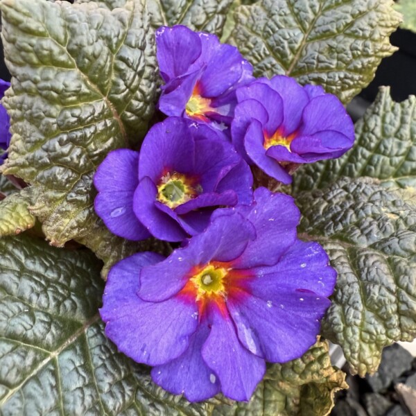 Primula x ‘Wanda Blue Shades’ (Primrose)