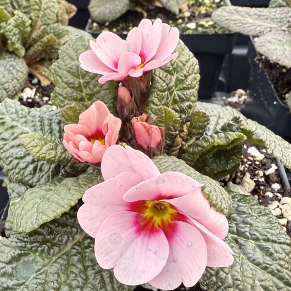 Primula x ‘Wanda Pink with Eye’ (Primrose)