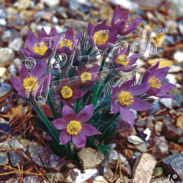 Pulsatilla patens (Eastern Pasque Flower)