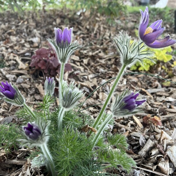 Pulsatilla vulgaris (Pasque Flower) - Image 2