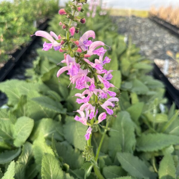 Salvia pratensis ‘Rose Rhapsody’ (Meadow Sage)