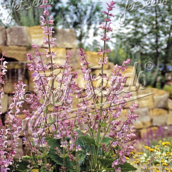 Salvia sclarea var. turkestanica ‘Vatican Pink’ (Clary Sage)