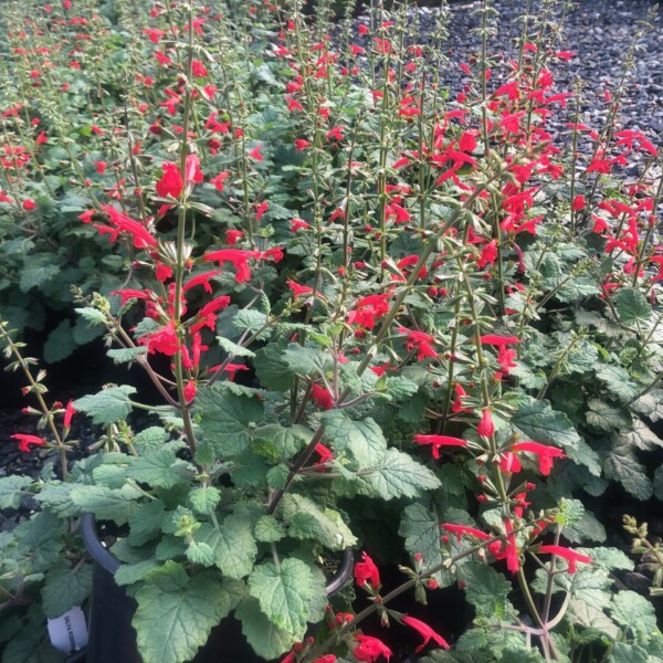 Salvia roemeriana (Cedar Sage)