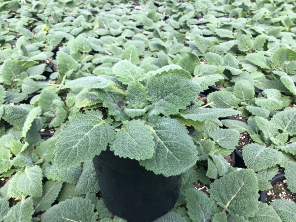 Salvia sclarea var. turkestanica ‘Vatican Pink’ (Clary Sage) - Image 2