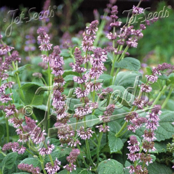 Salvia verticillata (Lilac Sage)