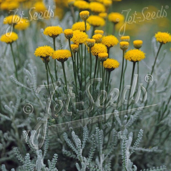 Santolina incana 'Nana' (Lavender Cotton) - Image 2