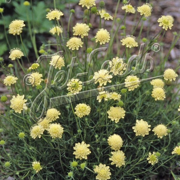 Scabiosa ochroleuca ‘Moon Dance’ (Pincushion Flower)