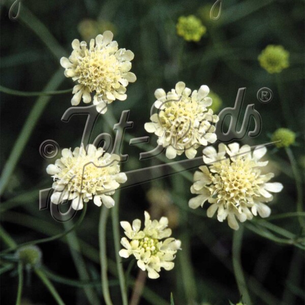Scabiosa ochroleuca (Pincushion Flower)