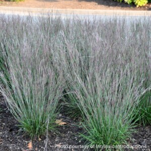 Schizachyrium scoparium ‘Little Red Fox’ (Little Bluestem)