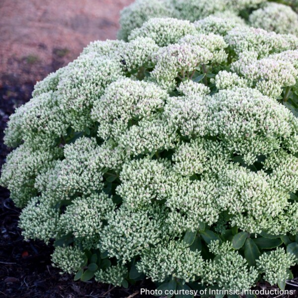 Sedum x ‘Lime Joy’ (Showy Stonecrop)