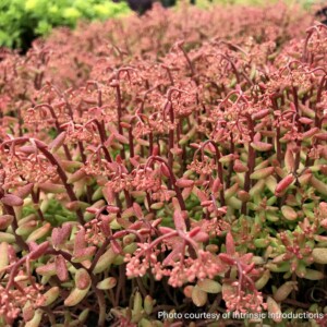 Sedum album ‘Nerds’ (Stonecrop)