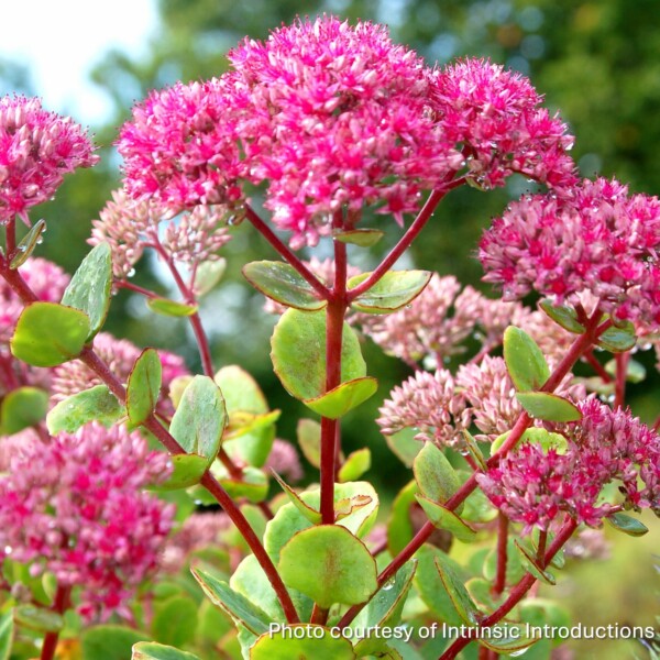 Sedum x ‘Pillow Talk’ (Showy Stonecrop) - Image 2