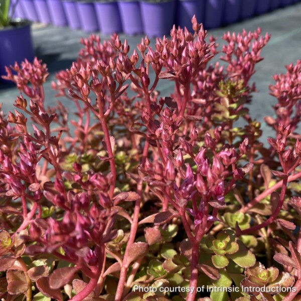 Sedum spurium ‘Rock Candy’ (Two Row Stonecrop) - Image 2