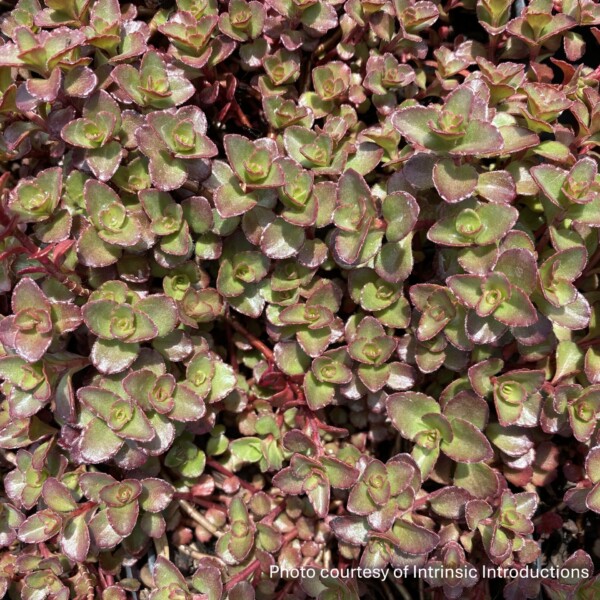 Sedum spurium ‘Rock Candy’ (Two Row Stonecrop)