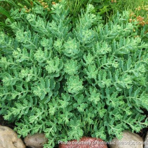 Sedum x ‘Thundercloud’ (Showy Stonecrop)