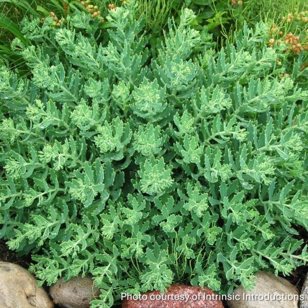 Sedum x ‘Thundercloud’ (Showy Stonecrop)