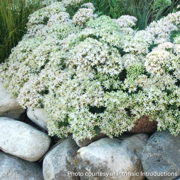 Sedum x ‘Thundercloud’ (Showy Stonecrop) - Image 2