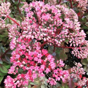 Sedum x ‘Vera Jameson’ (Stonecrop)