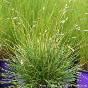 Sesleria x ‘Tiny Dancer’ (Moor Grass)