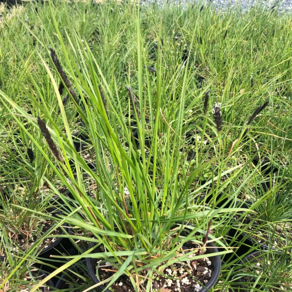 Sesleria argentea (Silver Moor Grass)