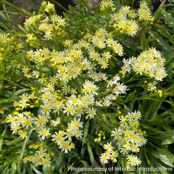 Solidago x 'Sugar Kisses' (Goldenrod)