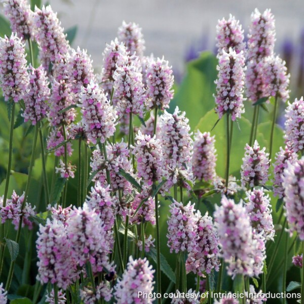 Stachys x 'Summer Crush' (Betony)