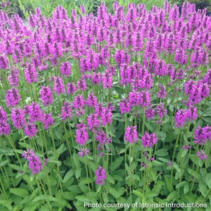 Stachys x 'Summer Romance' (Betony)