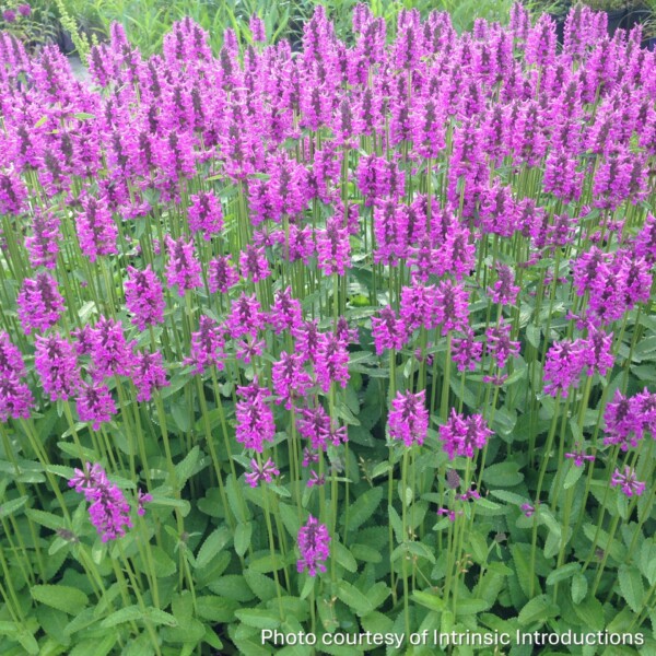 Stachys x 'Summer Romance' (Betony)