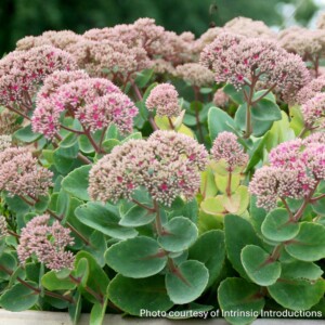 Sedum x ‘Pillow Talk’ (Showy Stonecrop)
