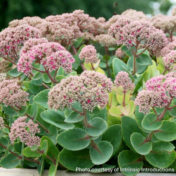 Sedum x ‘Pillow Talk’ (Showy Stonecrop)