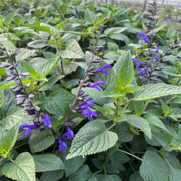 Salvia guaranitica Bodacious® 'Rhythm & Blues' (Anise-Scented Sage)