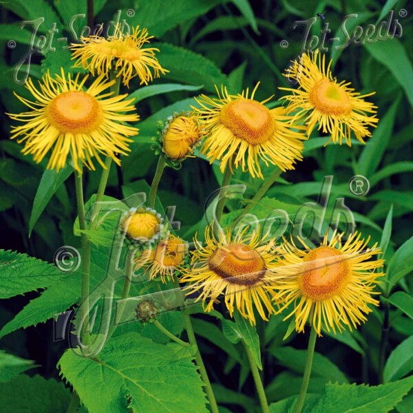 Telekia speciosa (Ox-Eye Daisy)